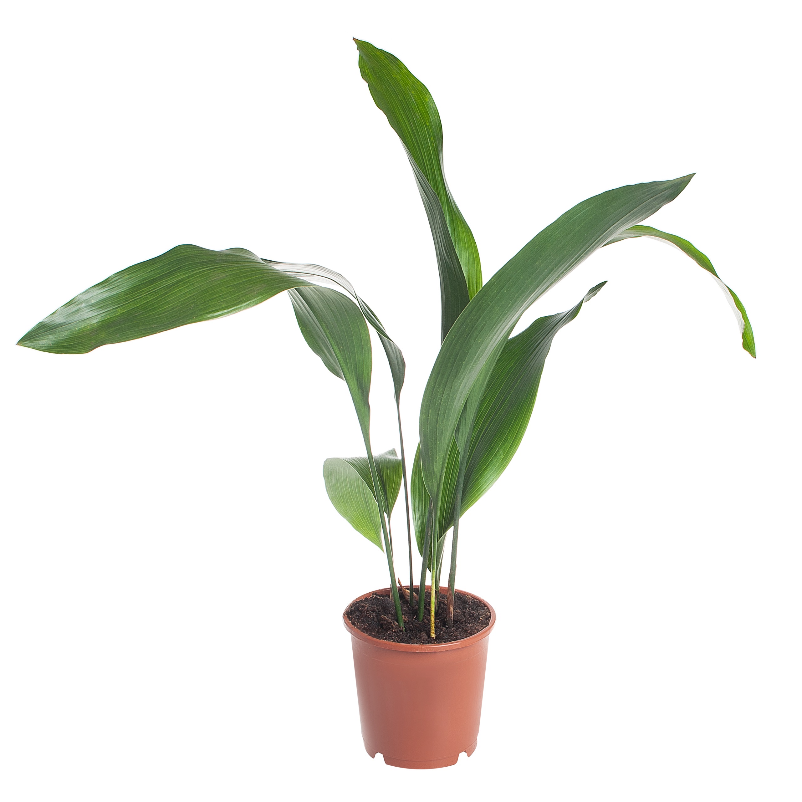 Аспидистра Элатиор