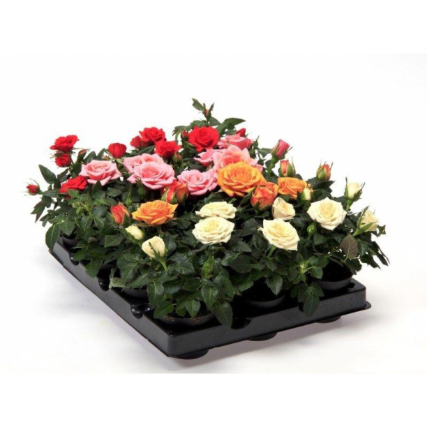 Роза кордана Микс