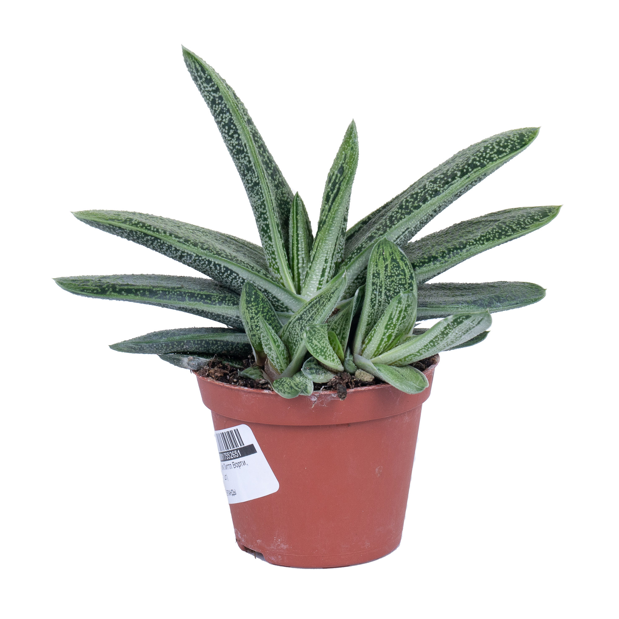 Гастерия Литтл Ворти