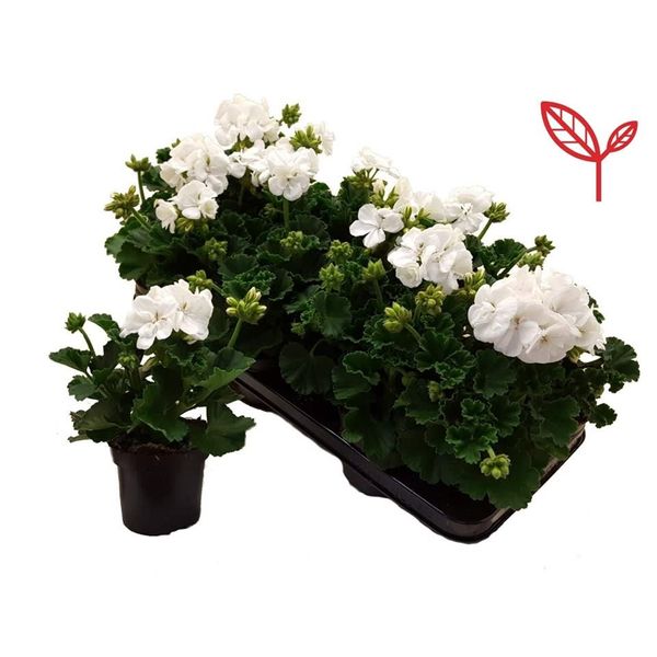 Пеларгония зональная белая