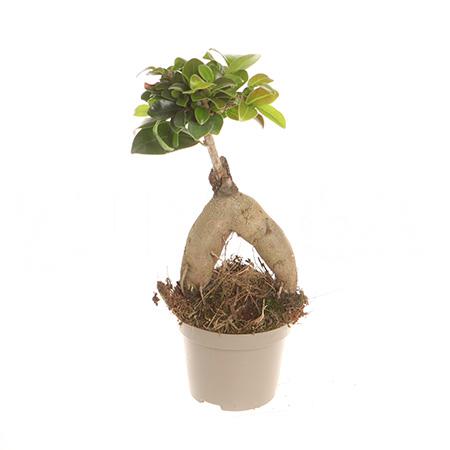 Фикус микрокарпа Гинсенг