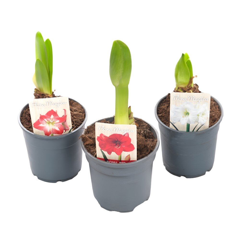 Гиппеаструм Микс