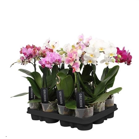 Фаленопсис Микс 1 ст а2