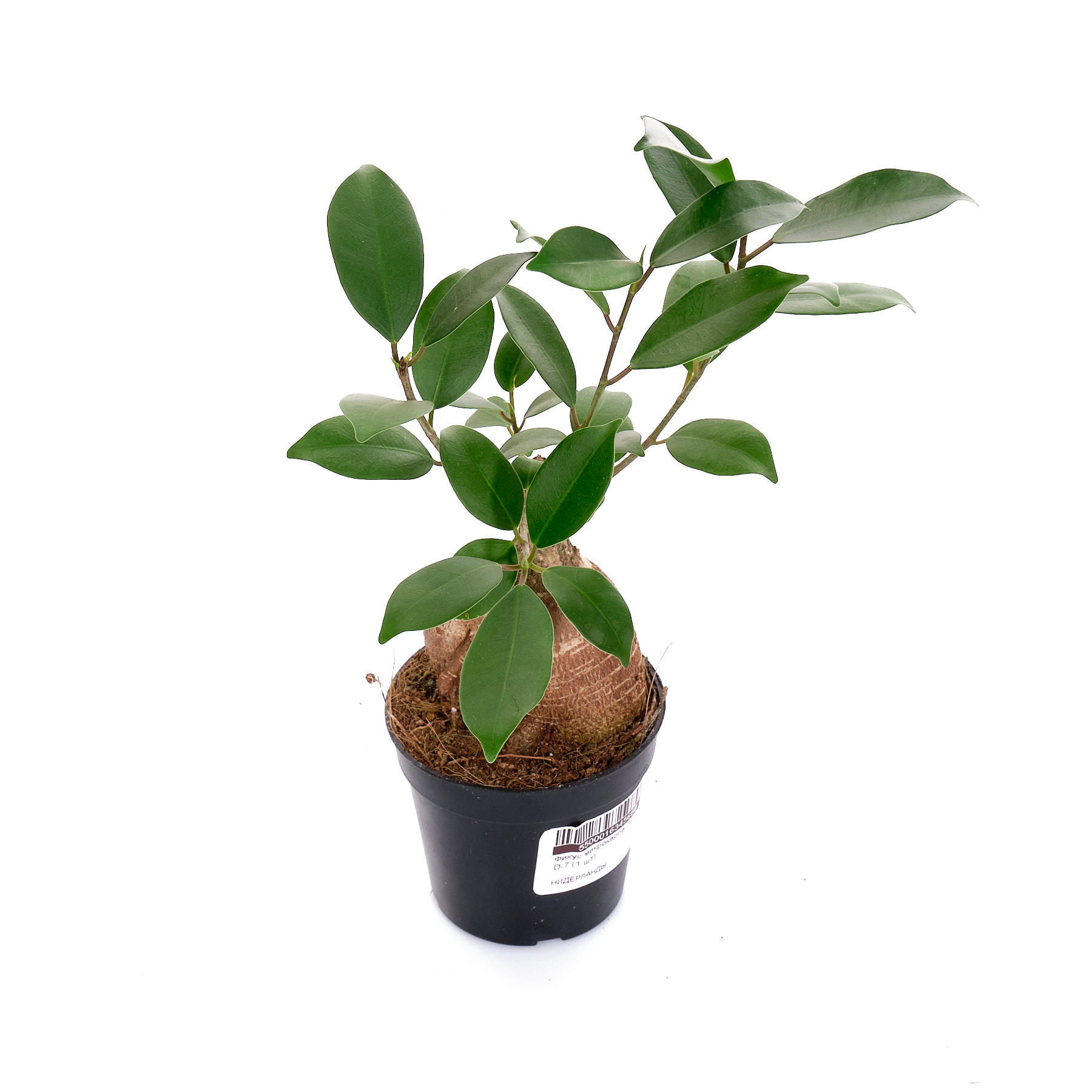 Фикус микрокарпа Гинсенг