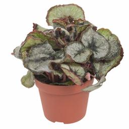 Бегония рекс Принцесс Гановери