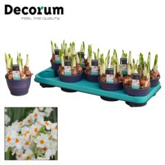 Нарцисс Крегфорд