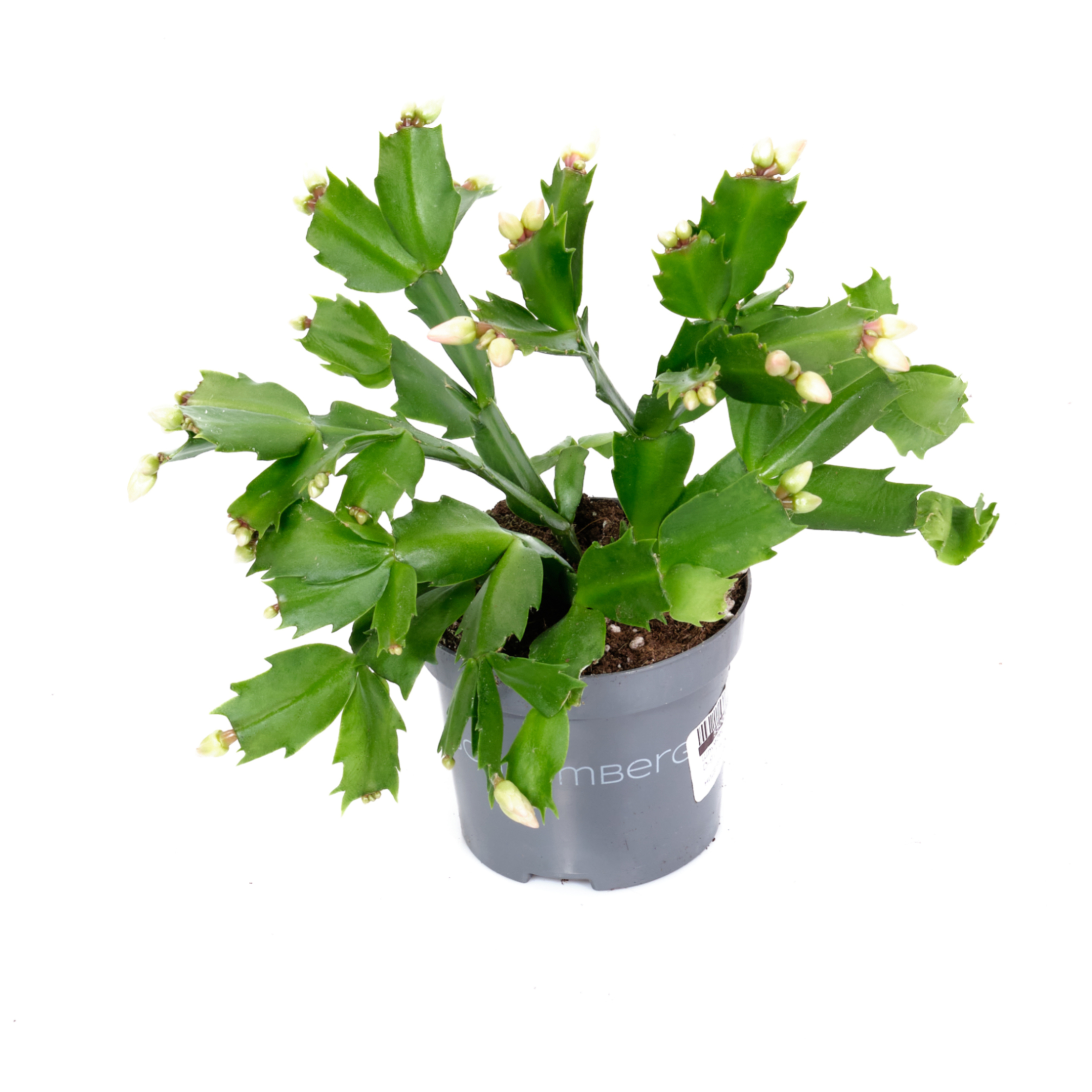 Шлумбергера оранжевая