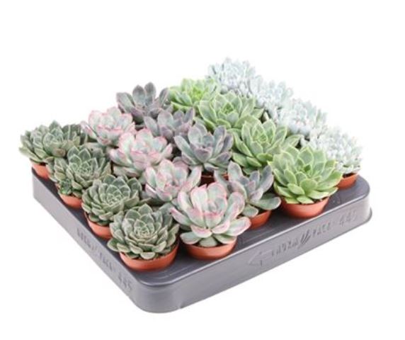 Эхеверия Микс