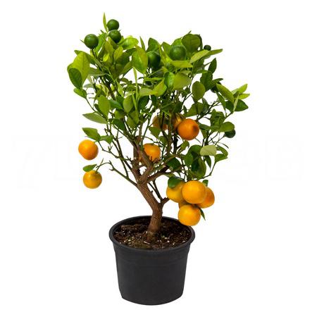 Цитрофортунелла Каламондин штамбовая