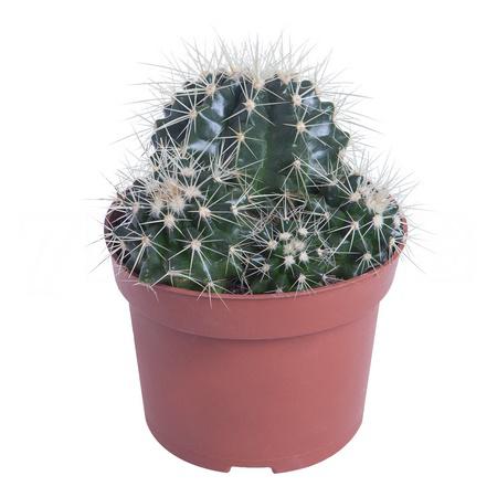 Эхинокактус Грузони