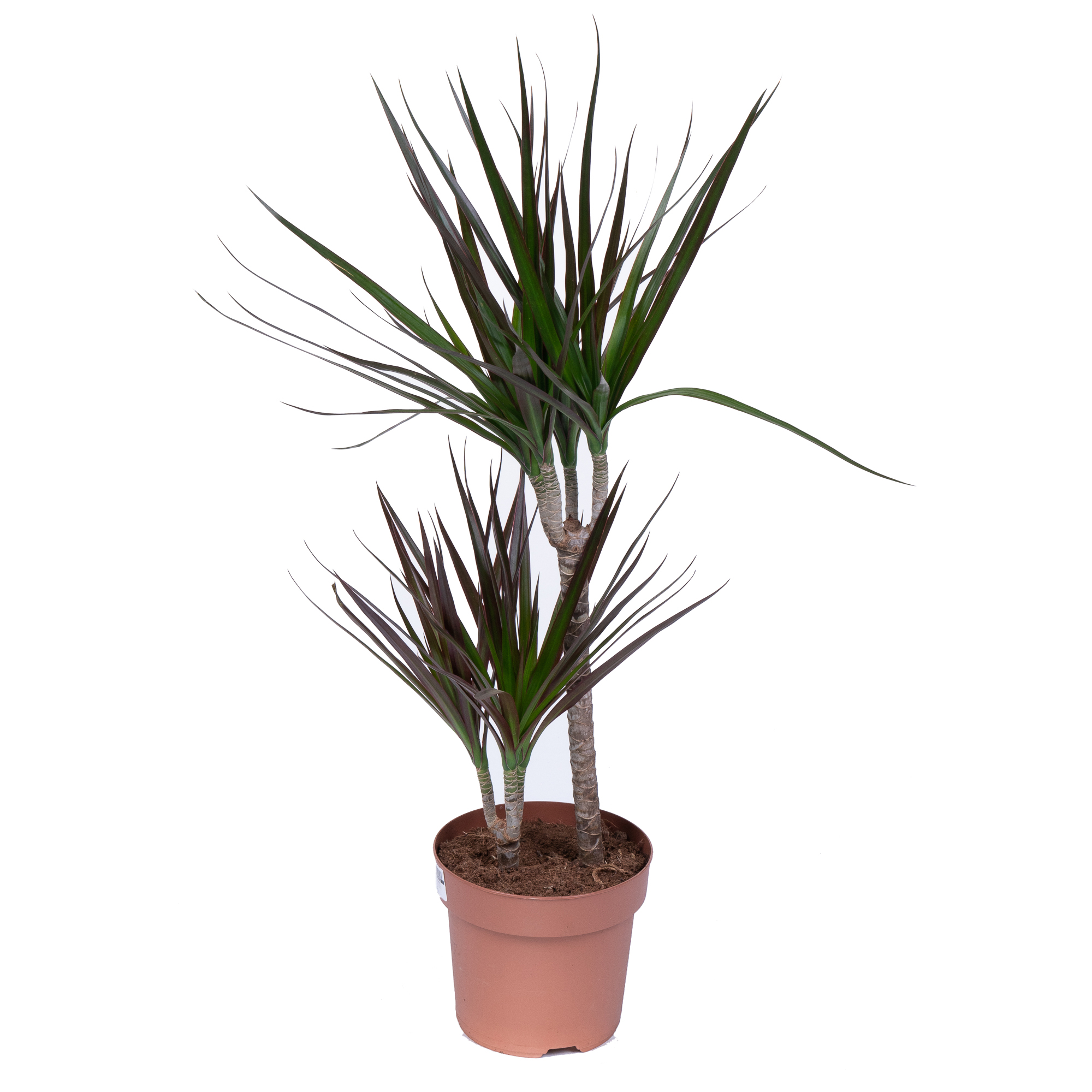 Драцена маргината Маджента 2 ст