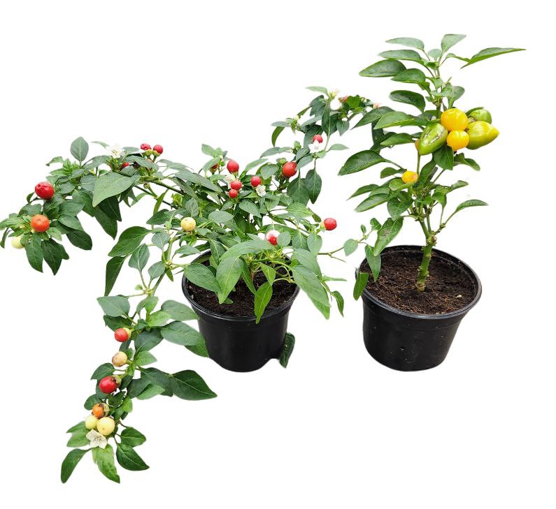 Капсикум Микс