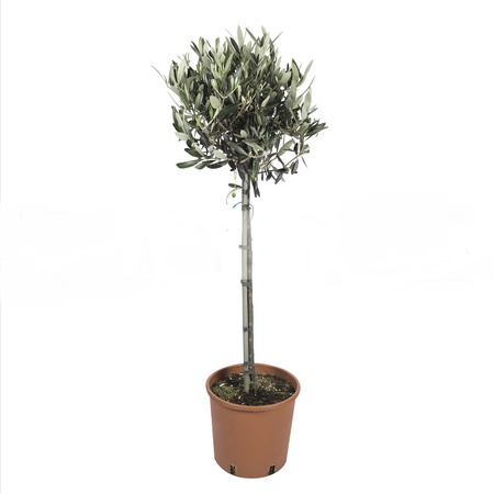 Олива штамб