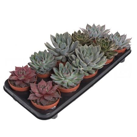 Эхеверия Микс