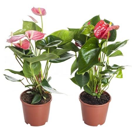 Антуриум андрианум Микс