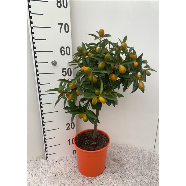 Цитрофортунелла Кумкват штамб