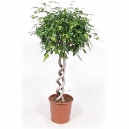 Фикус бенжамина Экзотика двойная спираль