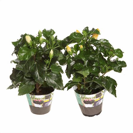 Гибискус Тутти-Фрутти микс