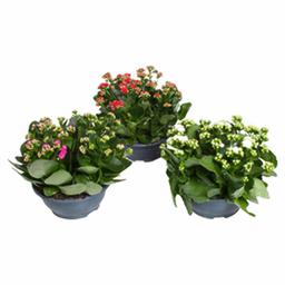 Каланхое каландива микс