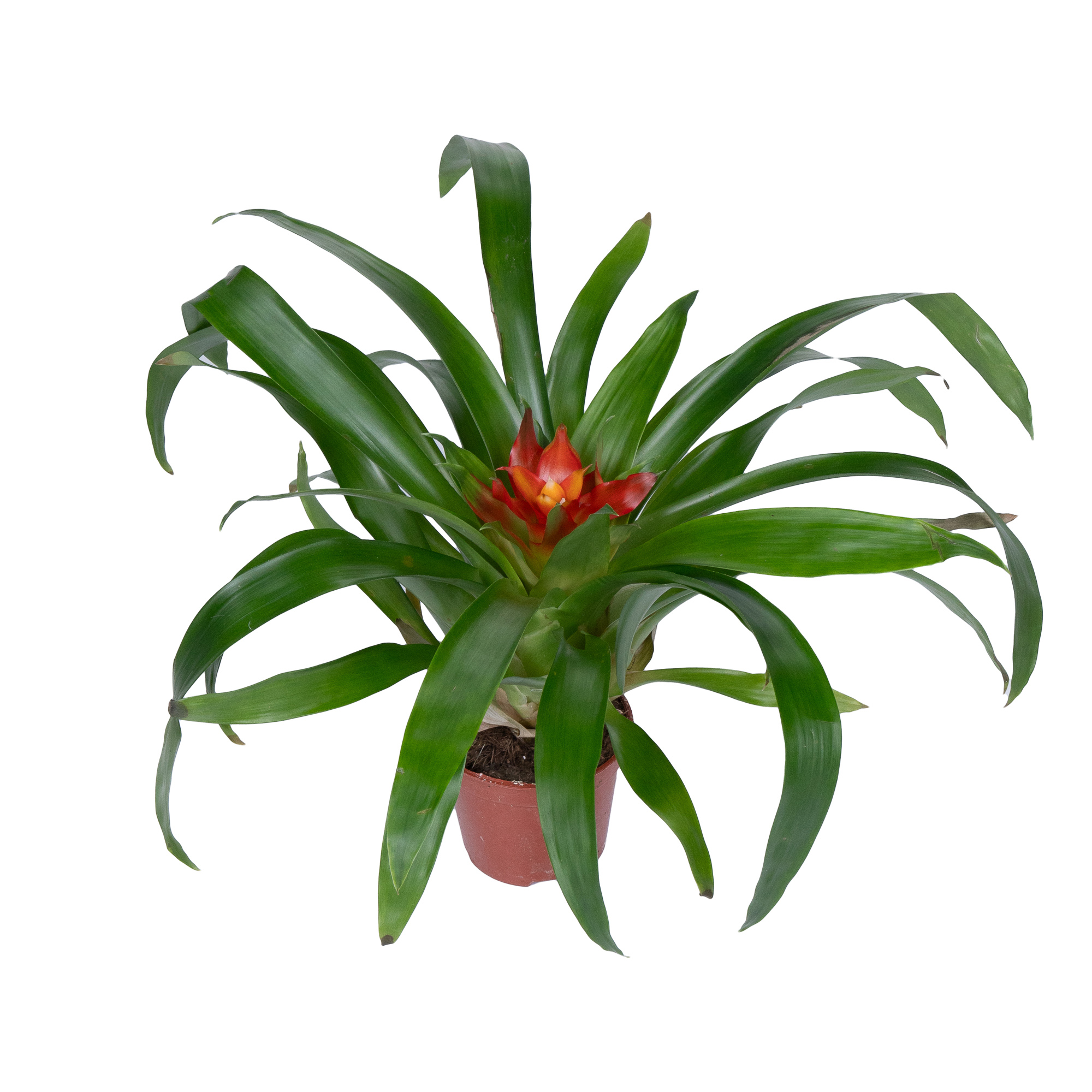 Гузмания Микс