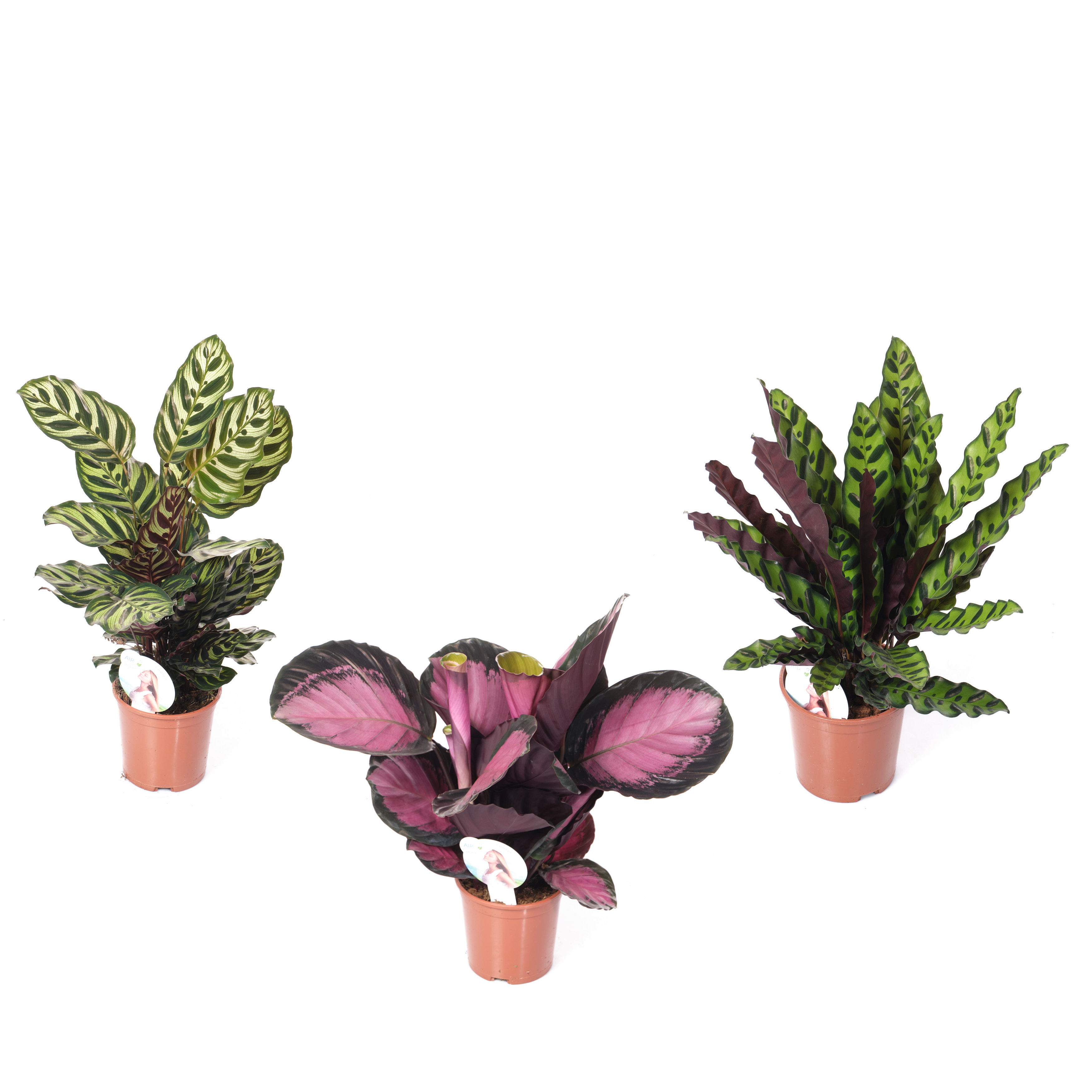 Калатея Микс