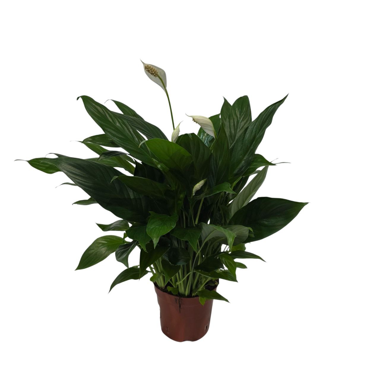 Спатифиллум Шопен