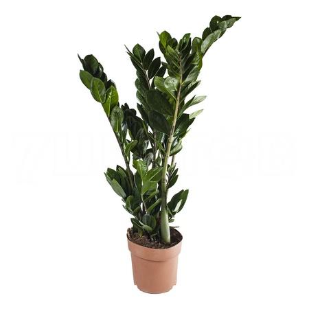 Замиокулкас