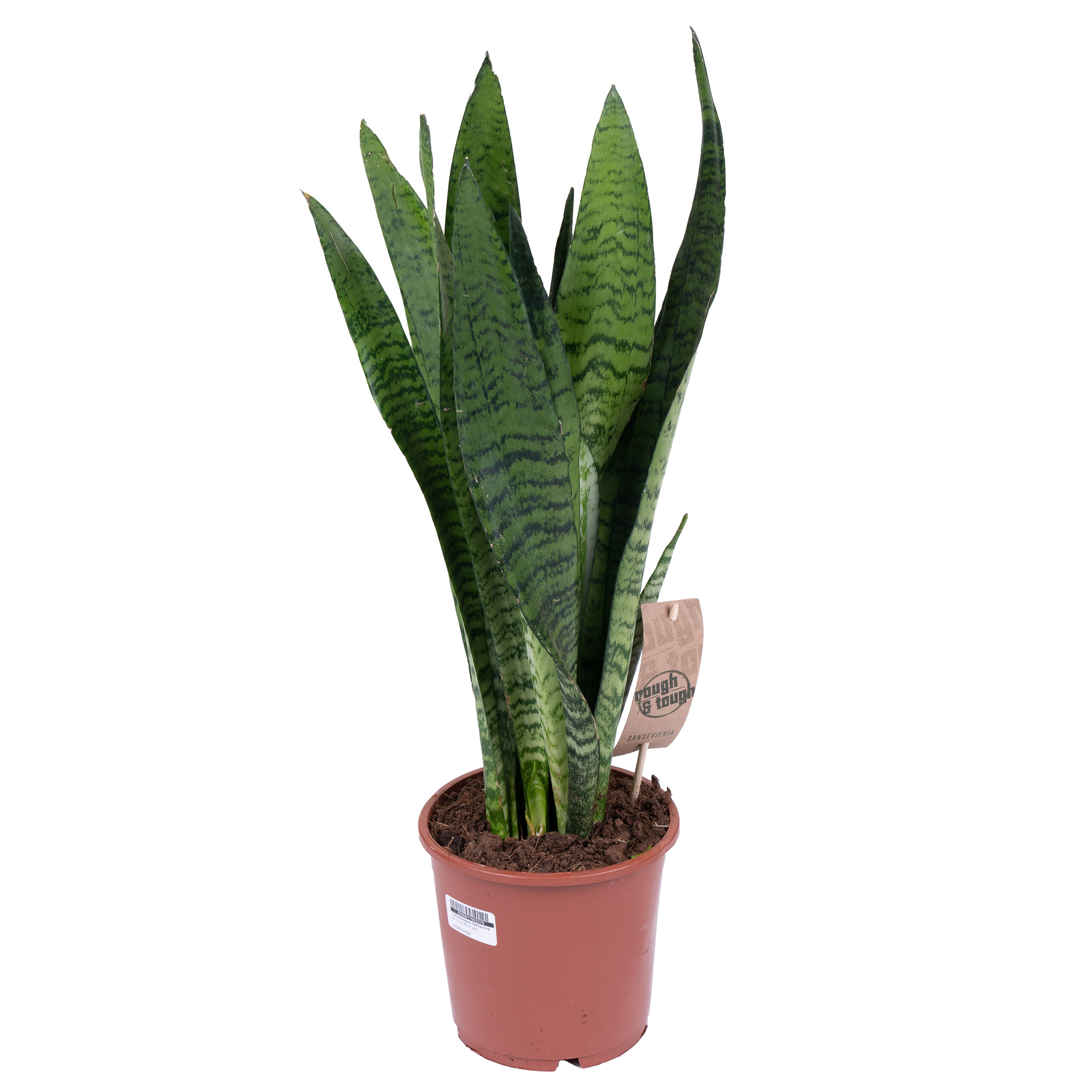 Сансевиерия Зейланика