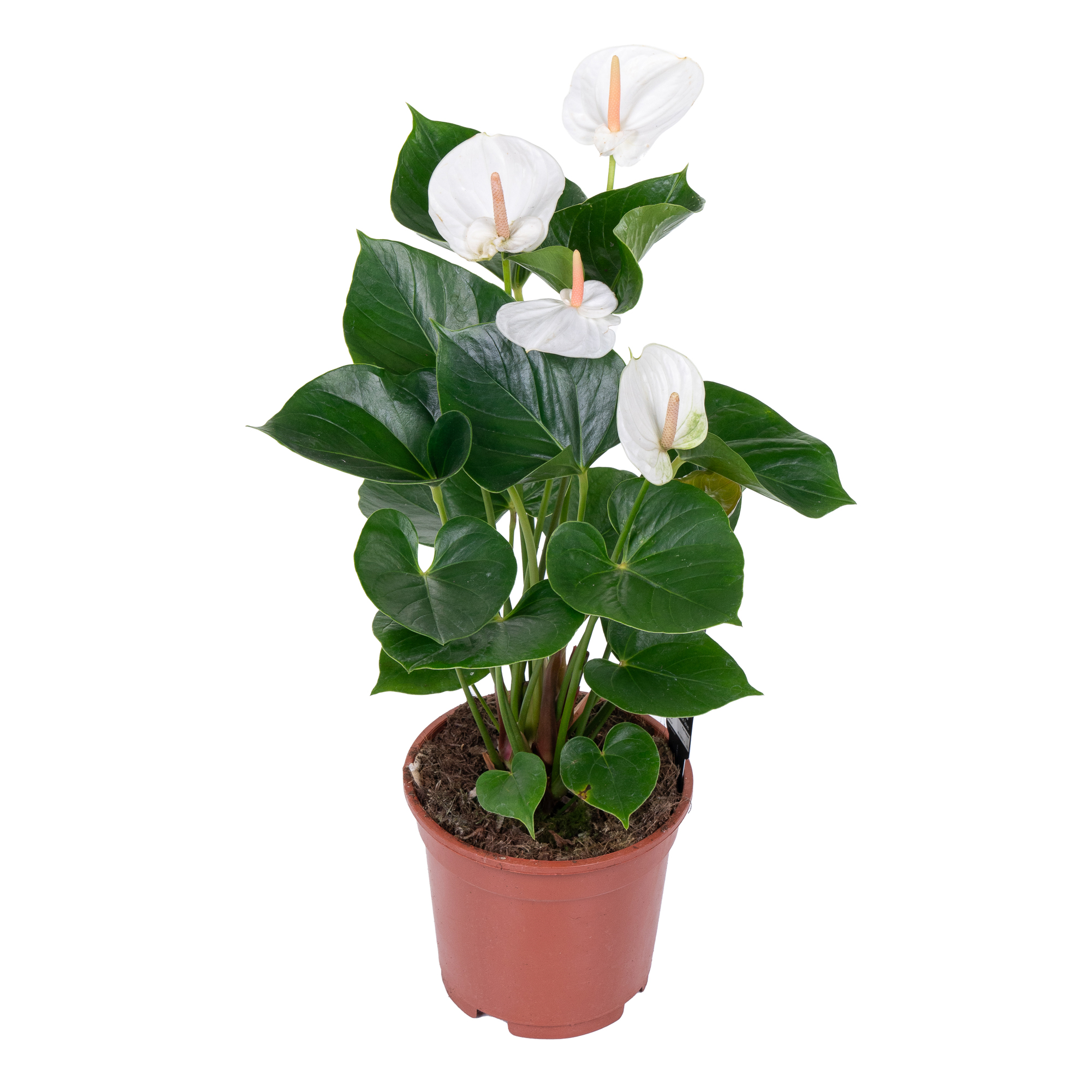 Антуриум андрианум белый