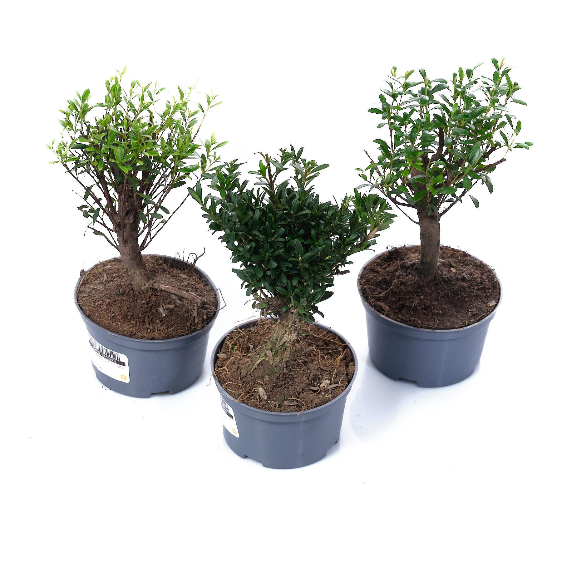 Бонсай Микс