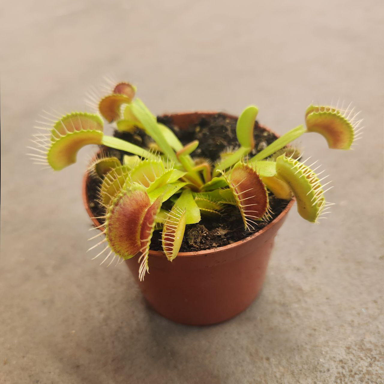 Дионея Мусципула