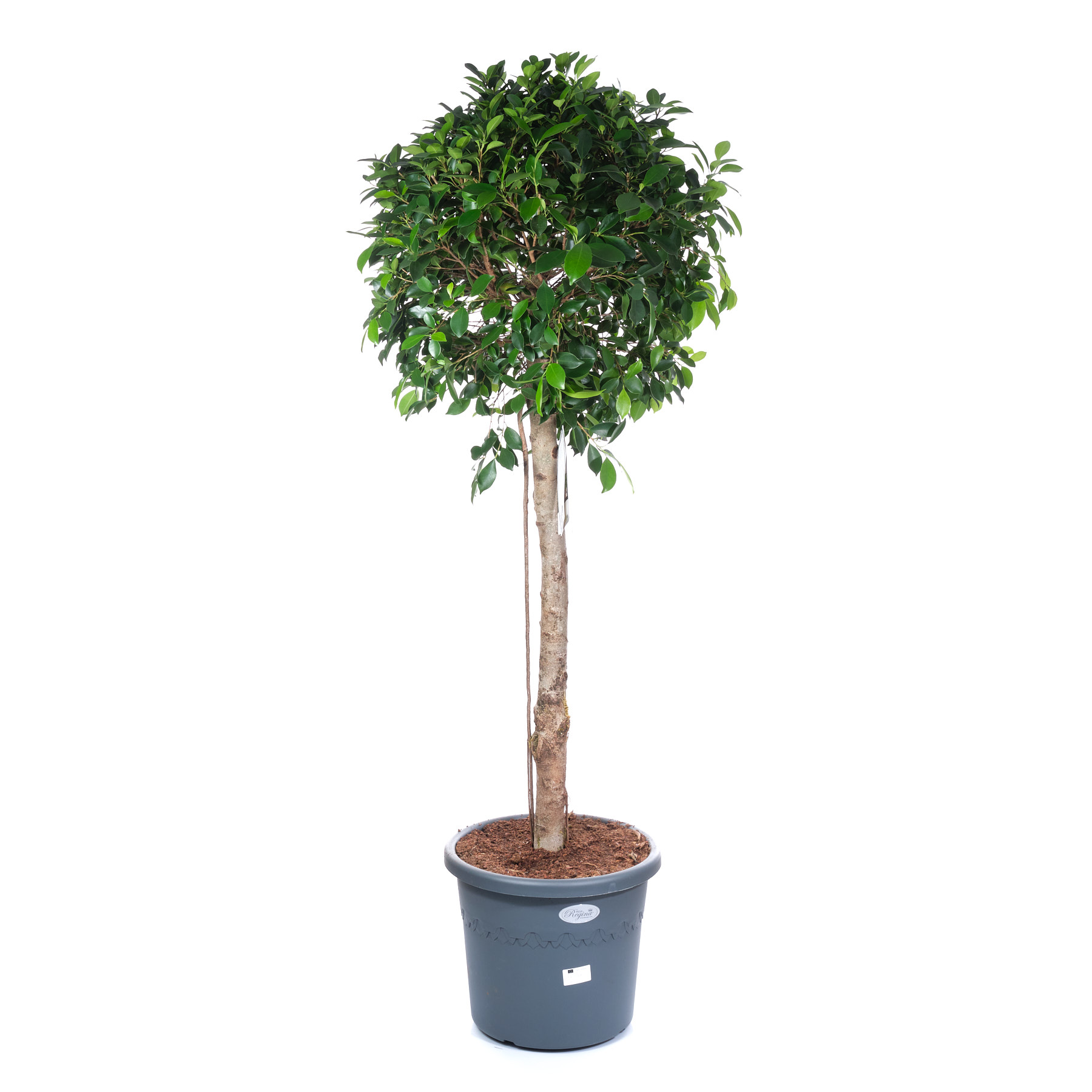 Фикус бенжамина Нитида штамб