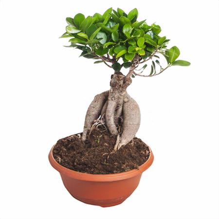 Фикус микрокарпа Гинсенг