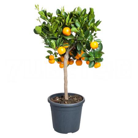 Цитрофортунелла Каламондин штамбовая