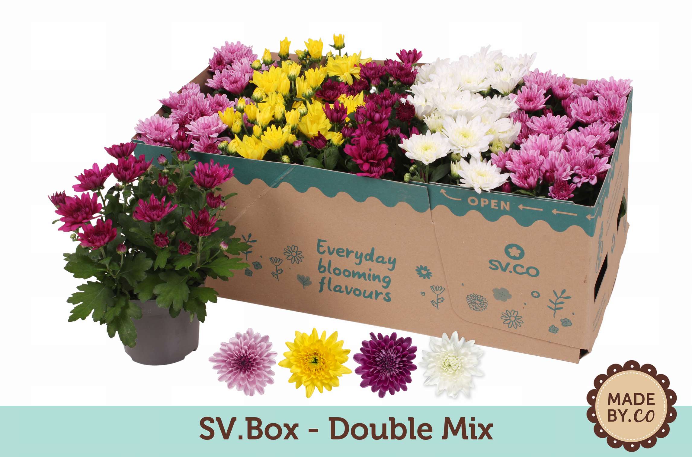 Хризантема махровая Микс 01