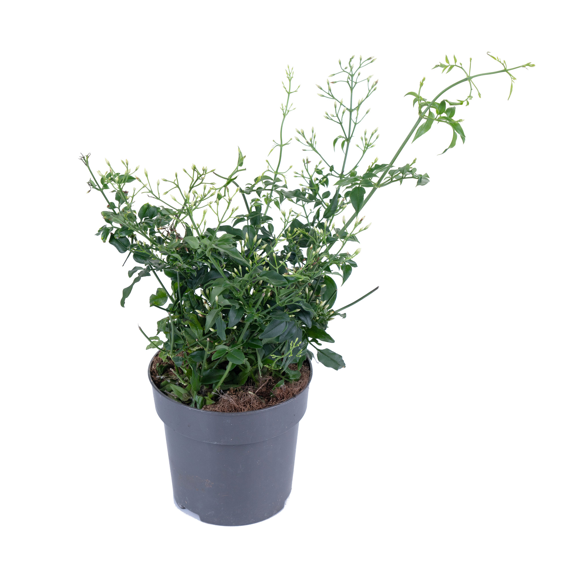 Жасмин многоцветковый