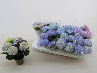 Гортензия синяя