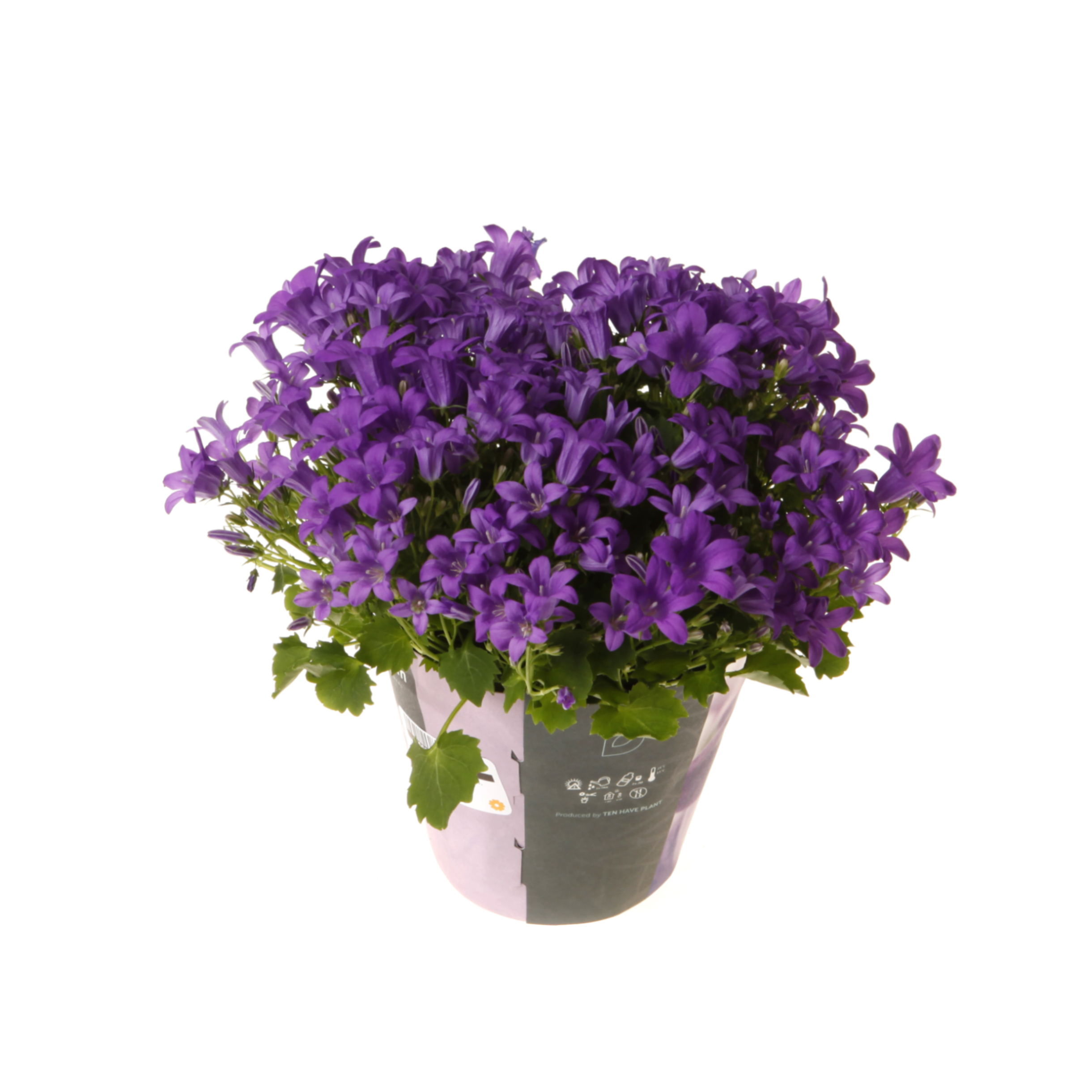 Кампанула Порто синяя