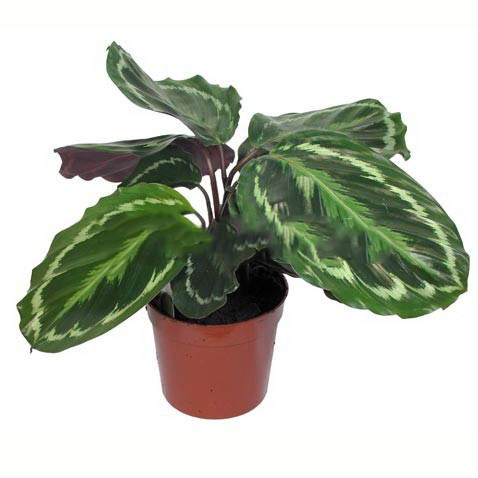Калатея Медальон