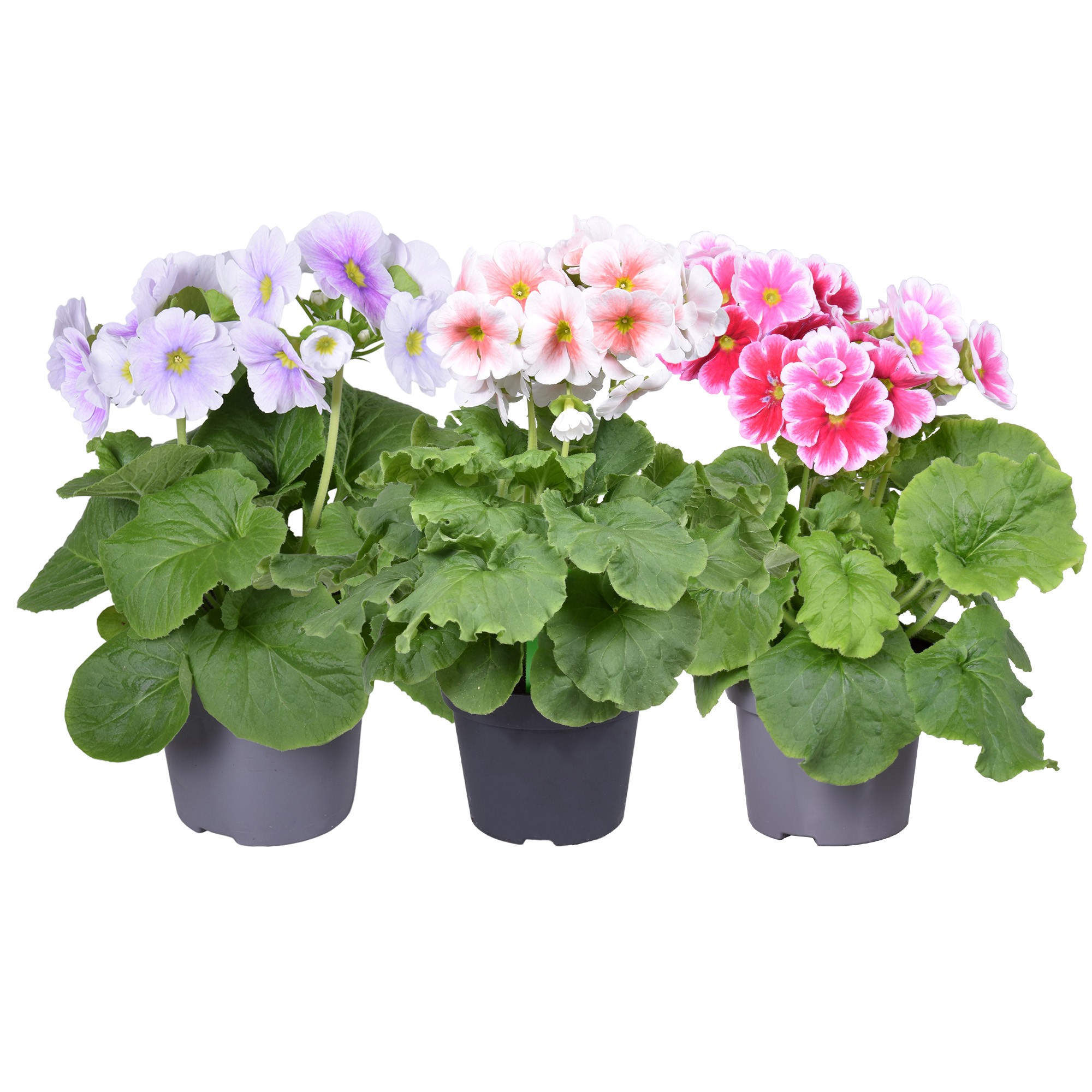 Примула обконика Микс