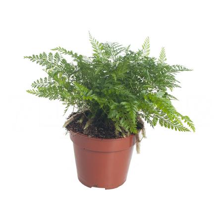 Ледерварен