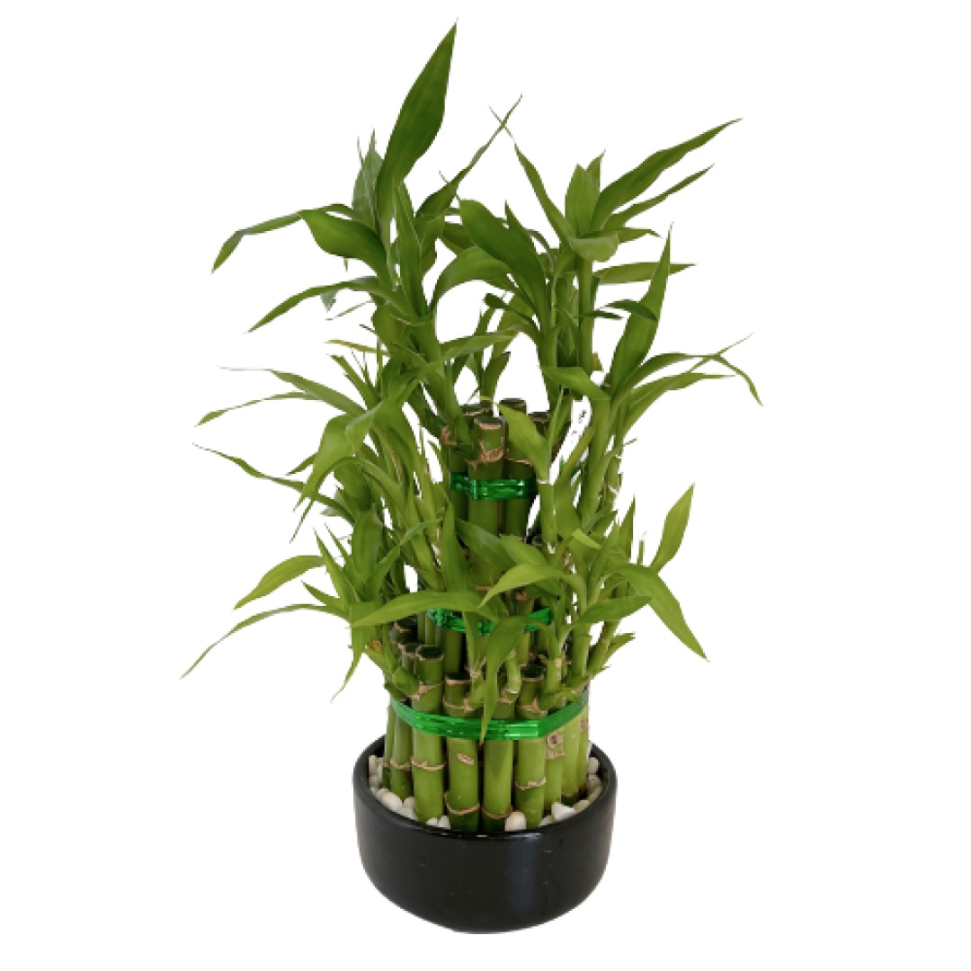 Бамбук лаки