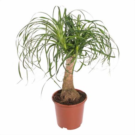 Нолина штамб