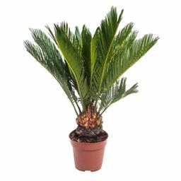 Цикас Революта