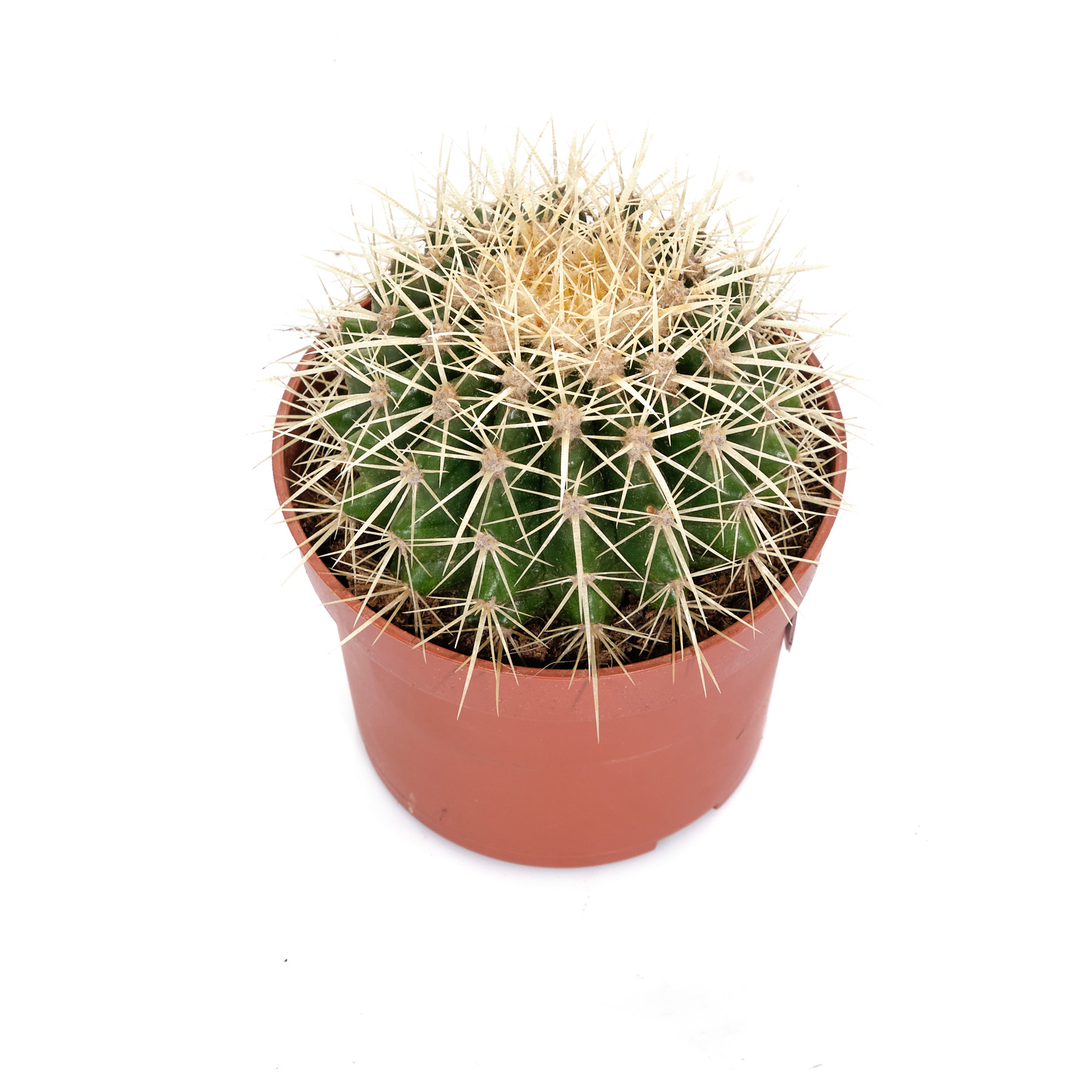 Эхинокактус Грузони