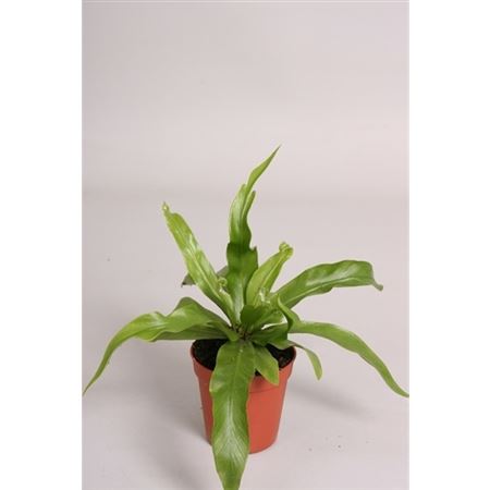 Асплениум Антикум