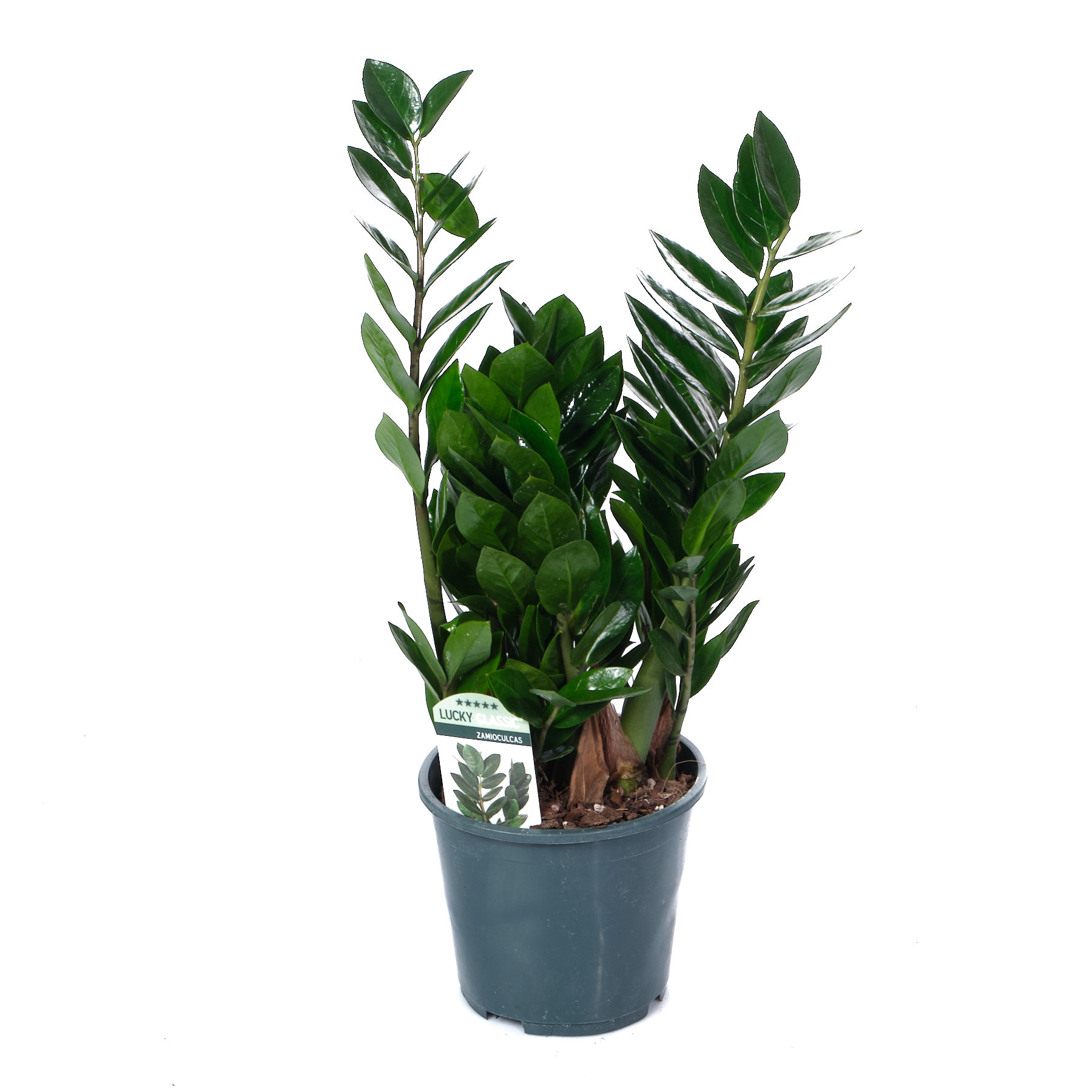 Замиокулкас