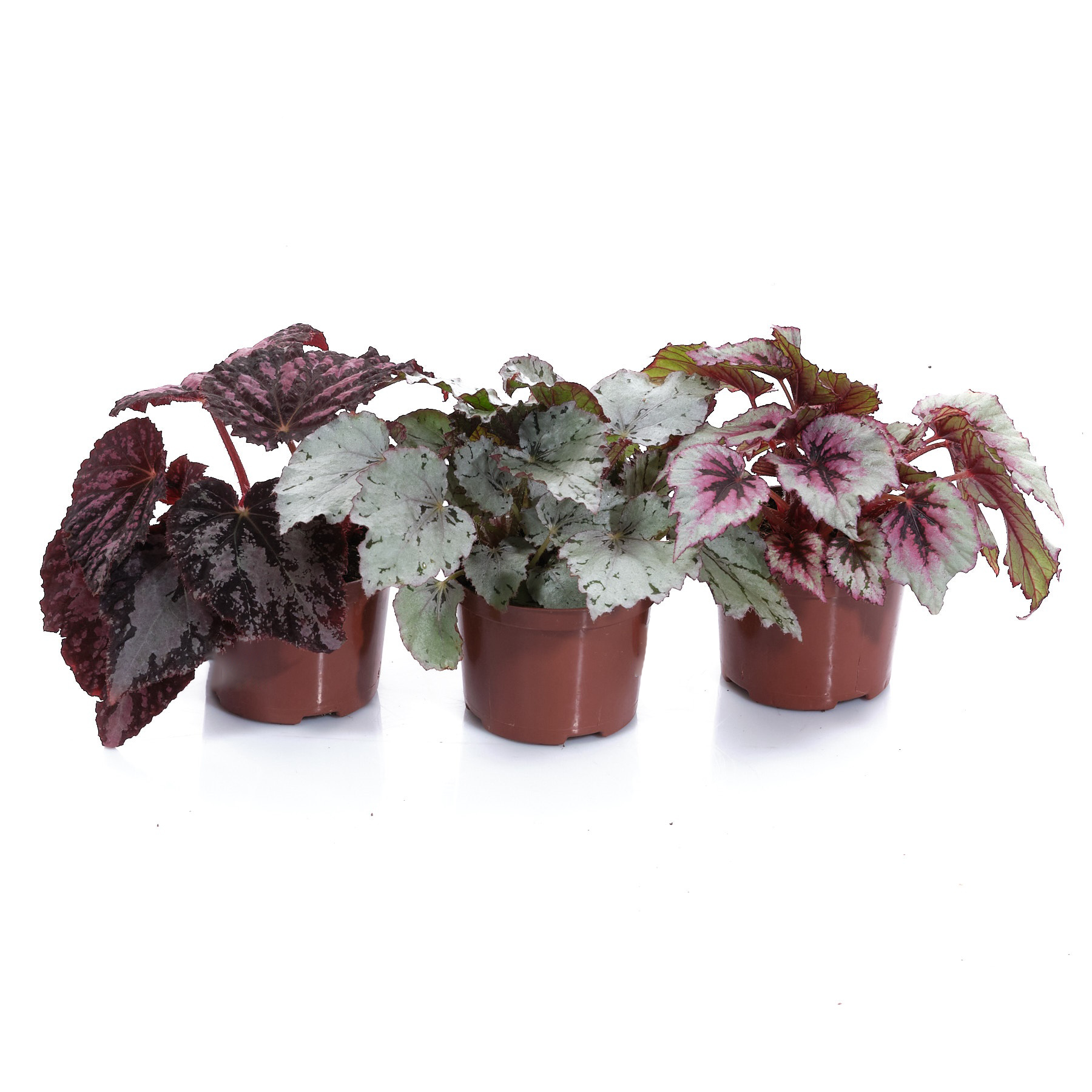 Бегония рекс Гибриден