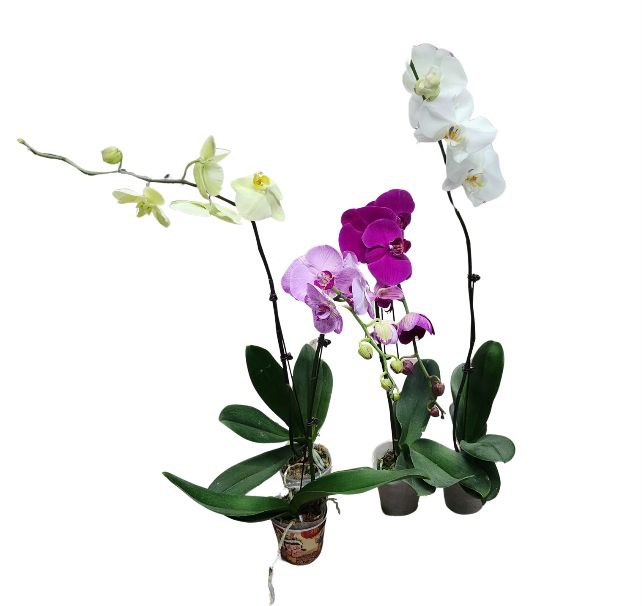 Фаленопсис Микс