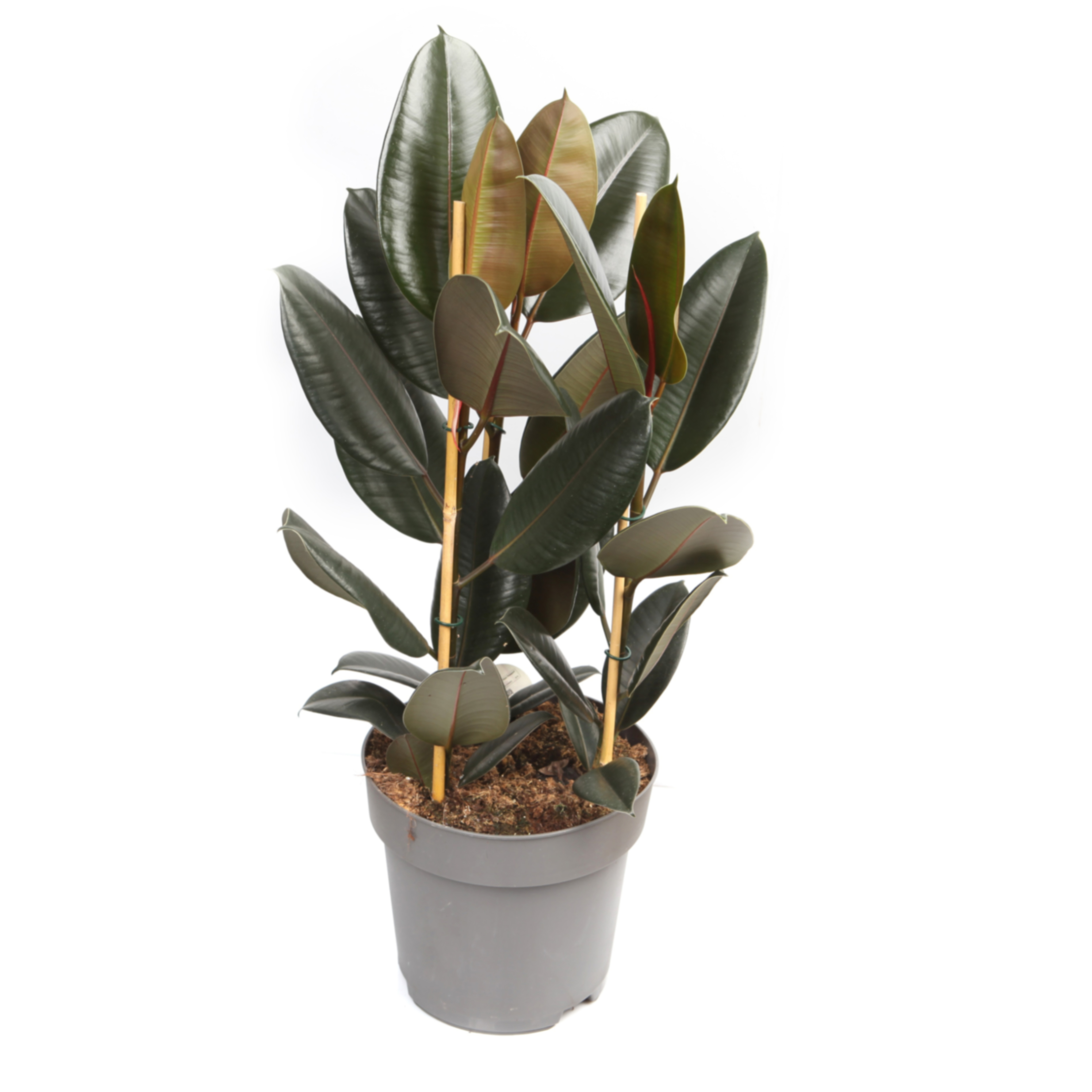 Фикус эластика Абиджан 3 ст